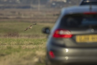 Short eared owl (Asio flammeus) adult bird hunting in flight over grassland next to a road with