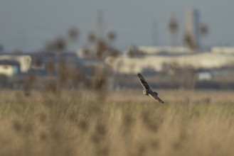 Short eared owl (Asio flammeus) adult bird hunting in flight over grassland with an industrial