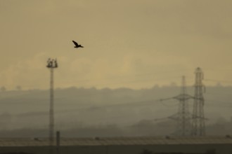 Short eared owl (Asio flammeus) adult bird in flight carrying a vole with an industrial landscape