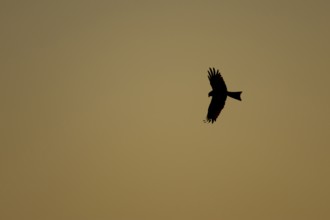 Red kite (Milvus milvus) adult raptor bird of prey in flight silhouette at sunset, Suffolk,