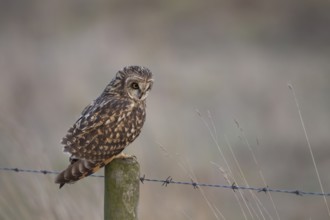 Short eared owl (Asio flammeus) adult bird hunting from a fence post in grassland, England, United