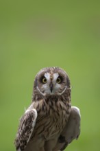 Short eared owl (Asio flammeus) adult bird head portrait, England, United Kingdom