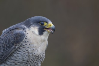 Peregrine falcon (Falco peregrinus) adult bird of prey calling head portrait, England, United