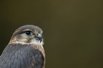 Merlin (Falco columbarius) adult male falcon bird of prey head portrait, Scotland, United Kingdom