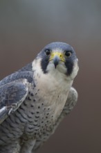 Peregrine falcon (Falco peregrinus) adult bird of prey head portrait, England, United Kingdom