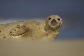 Grey seal (Halichoerus grypus) adult marine mammal resting on a beach, Norfolk, England, United