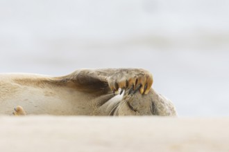 Common or Harbour or Harbor seal (Phoca vitulina) juvenile baby pup marine mammal sleeping on a