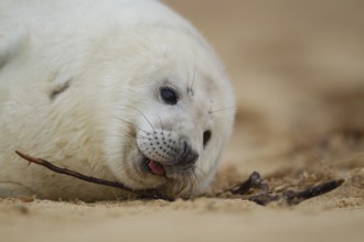 Grey seal (Halichoerus grypus) juvenile baby pup marine mammal on a beach, Norfolk, England, United