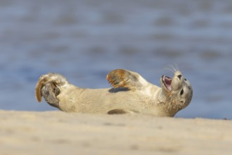 Common or Harbour or Harbor seal (Phoca vitulina) juvenile baby pup marine mammal relaxing on a