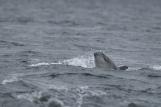 Common bottlenose dolphin (Tursiops truncatus) adult marine mammal surfacing out of the sea,