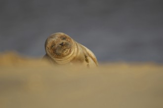 Common or Harbour or Harbor seal (Phoca vitulina) adult marine mammal sleeping on a beach, Norfolk,