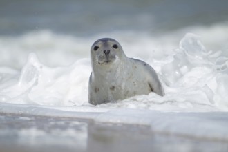 Common or Harbour or Harbor seal (Phoca vitulina) adult marine mammal in the surf of the sea on a