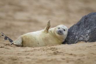 Grey seal (Halichoerus grypus) juvenile baby pup marine mammal waving its front foot resting on a