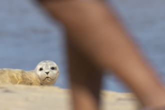Common or Harbour or Harbor seal (Phoca vitulina) juvenile baby pup marine mammal resting on a