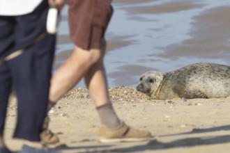 Common or Harbour or Harbor seal (Phoca vitulina) adult marine mammal relaxing on a beach with two