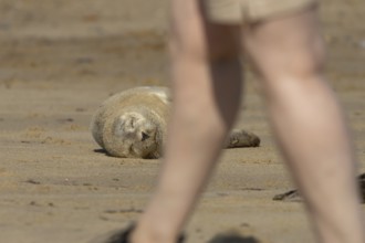 Common or Harbour or Harbor seal (Phoca vitulina) juvenile baby pup marine mammal sleeping on a