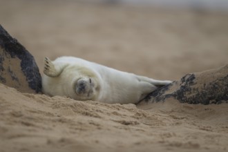 Grey seal (Halichoerus grypus) juvenile baby pup marine mammal sleeping on a beach, Norfolk,