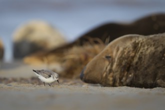 Grey seal (Halichoerus grypus) adult marine mammal sleeping on a beach with Sanderling (Calidris
