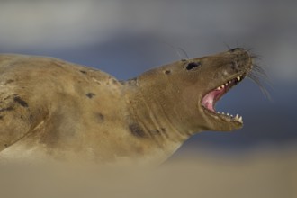 Grey seal (Halichoerus grypus) adult marine mammal with its mouth open on a beach, Norfolk,