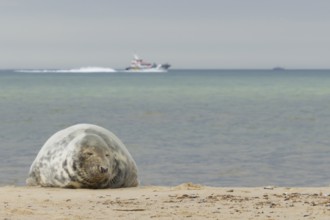 Grey seal (Halichoerus grypus) adult marine mammal resting on a beach with a boat on the sea in the