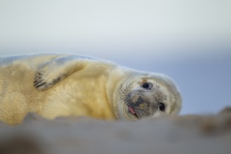 Grey seal (Halichoerus grypus) juvenile baby pup marine mammal resting on a beach, Norfolk,