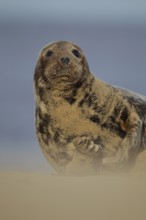 Grey seal (Halichoerus grypus) adult marine mammal resting on a beach, Norfolk, England, United