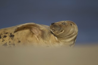 Grey seal (Halichoerus grypus) adult marine mammal sleeping on a beach, Norfolk, England, United