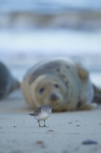 Grey seal (Halichoerus grypus) adult marine mammal on a beach watching a Knot (Calidris canutus)