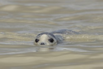 Common or Harbour or Harbor seal (Phoca vitulina) adult marine mammal swimming in the sea, Norfolk,
