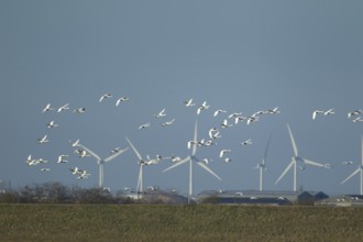 Whooper swan (Cygnus cygnus) adult swans birds in a flock in flight with windfarm turbines in the