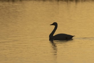 Bewick's Swan (Cygnus columbianus) adult bird on a lagoon silhouette at sunset in winter, RSPB