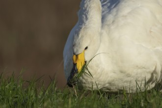 Whooper swan (Cygnus cygnus) adult bird feeding on grass in winter, RSPB Frampton marsh nature
