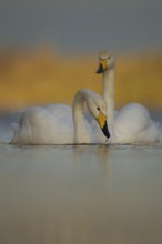 Whooper swan (Cygnus cygnus) two adult birds swans on water of a flooded meadow in winter,