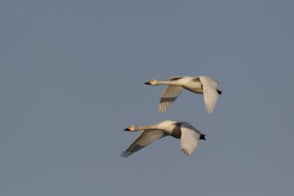 Bewick's swan (Cygnus columbarius) two adult swans birds in flight in winter, Cambridgeshire,