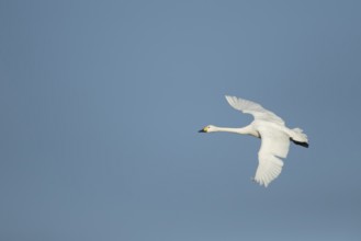 Bewick's Swan (Cygnus columbianus) adult bird flying in winter, England, United Kingdom
