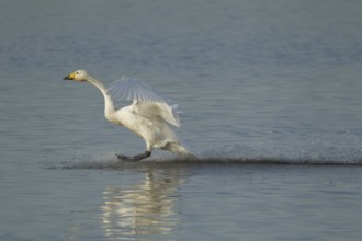 Whooper swan (Cygnus cygnus) adult bird in flight landing on water of a flooded meadow in winter,