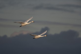 Bewick's swan (Cygnus columbarius) two adult swans birds in flight in winter, England, United