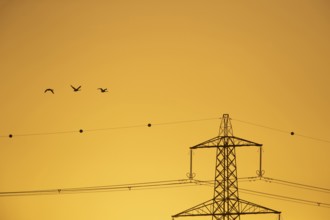 Whooper swan (Cygnus cygnus) three adult swans birds in flight with an electricity pylon and wires