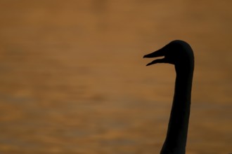 Whooper swan (Cygnus cygnus) adult bird calling silhouette at sunset in winter, England, United