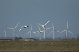 Whooper swan (Cygnus cygnus) three adult swans birds in flight with windfarm turbines in the