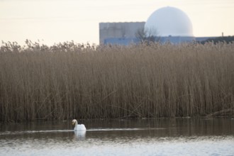 Whooper swan (Cygnus cygnus) adult bird on a lagoon with Sizewell B nuclear power station in the