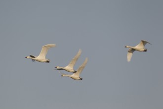 Bewick's swan (Cygnus columbarius) four adult swans birds in flight in winter, England, United
