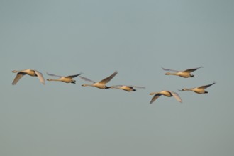 Whooper swan (Cygnus cygnus) seven adult swans birds in a flock in flight in winter,