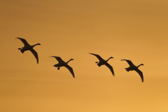 Whooper swan (Cygnus cygnus) four adult swans birds in a flock in flight silhouette at sunrise in