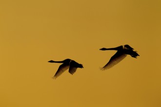 Whooper swan (Cygnus cygnus) two adult pair of swans birds in flight silhouette at sunset in