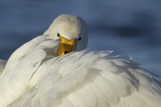 Whooper swan (Cygnus cygnus) adult bird preening its wing feathers, England, United Kingdom
