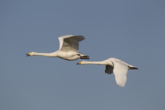 Whooper swan (Cygnus cygnus) two adult pair of swans birds in flight in winter, Cambridgeshire,