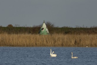 Whooper swan (Cygnus cygnus) three adult swans birds on a lake in winter, RSPB Frampton marsh