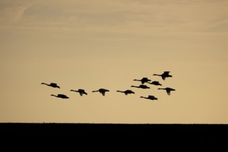 Whooper swan (Cygnus cygnus) eleven adult swans birds in flight in a flock silhouette at sunset in
