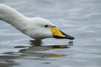 Whooper swan (Cygnus cygnus) adult bird drinking on a lake, England, United KIngdom